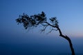 Silhouette of pine on the cliff