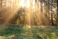 Silhouette of a pine forest at dawn.