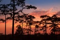 Silhouette landscape pine forest with colorful sky and cloud with birds group Royalty Free Stock Photo