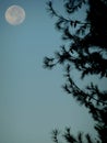 Silhouette of pine tree against full moon Royalty Free Stock Photo