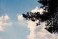 Silhouette of pine tree branch against blue summer sky with light clouds ins sunset light Royalty Free Stock Photo