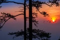 Silhouette pine tree with colorful sky and cloud with birds group when sunset and sunrise landscape