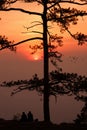 Silhouette pine tree with colorful sky and cloud with birds group when sunset and sunrise landscape