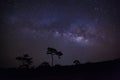 Silhouette of pine tree and milky way.Long exposure photograph.With grain Royalty Free Stock Photo