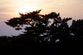 Silhouette pine tree