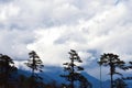 Silhouette of pine trees from Dochula Pass , Punakha , Bhutan