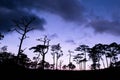 Silhouette of pine trees, landscape of Phu Soi dao, Nampad, Uttaradit province northern of Thailand. Landmark of Thailand. Royalty Free Stock Photo