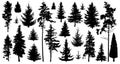 Silhouette of pine trees. Set of forest trees isolated on white background. Collection coniferous evergreen forest trees. Royalty Free Stock Photo