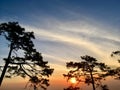 Silhouette of pine trees with sunset light and blue sky Royalty Free Stock Photo