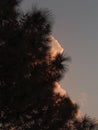 Silhouette of Pinecone tree against sunset sky Royalty Free Stock Photo