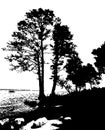 The silhouette of pines on sea shore or river shore. Black traced illustration