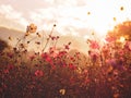 Silhouette pink cosmos flower in the field over sunrise sky