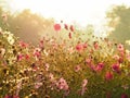 Silhouette pink cosmos flower in the field over sunrise sky Royalty Free Stock Photo