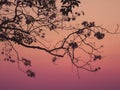 Silhouette pink trumpet tree branches on pink violet twilight sky