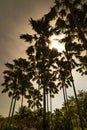 Silhouette of plam trees.