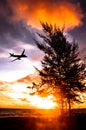 the silhouette of plane fly in sky over pine tree sea sunset and Royalty Free Stock Photo