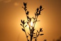 Silhouette of a plant against an orange sky Royalty Free Stock Photo