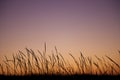 Silhouette of the plant at dawn/sunset Royalty Free Stock Photo