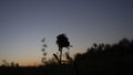 Silhouette of a plant on a field at dawn with blue and orange sky Royalty Free Stock Photo