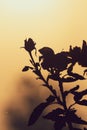 Silhouette of a plant with flower buds against orange dawn sky landscape background Royalty Free Stock Photo