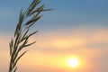 Silhouette plants flower against the setting sun