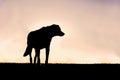 Silhouette of Poised German Shepherd Mix Dog Standing Guard at S