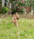 Silhouette-Poodle