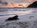 Silhouette portrait of a black yorkshire terrier on the beach, playing by dig sand with perfect twilight sky, Koh Kood island Royalty Free Stock Photo