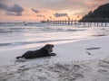 Silhouette portrait of a black yorkshire terrier on the beach, playing by dig sand with perfect twilight sky, Koh Kood island