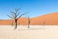 Silhouette portrait of dead tree in deadvlei, Sossusvlei, Namib Naukluft National Park Namibia Royalty Free Stock Photo