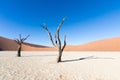 Silhouette portrait of dead tree in deadvlei, Sossusvlei, Namib Naukluft National Park Namibia Royalty Free Stock Photo