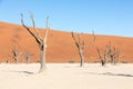 Silhouette portrait of dead tree in deadvlei, Sossusvlei, Namib Naukluft National Park Namibia Royalty Free Stock Photo