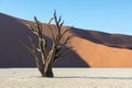 Silhouette portrait of dead tree in deadvlei, Sossusvlei, Namib Naukluft National Park Namibia Royalty Free Stock Photo