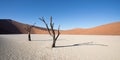 Silhouette portrait of dead tree in deadvlei, Sossusvlei, Namib Naukluft National Park Namibia Royalty Free Stock Photo