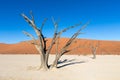 Silhouette portrait of dead tree in deadvlei, Sossusvlei, Namib Naukluft National Park Namibia Royalty Free Stock Photo