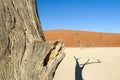 Silhouette portrait of dead tree in deadvlei, Sossusvlei, Namib Naukluft National Park Namibia Royalty Free Stock Photo