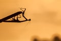 Silhouette of a praying mantis at sunset