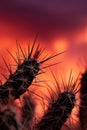 Silhouette of a Prickly Cactus Against a Vibrant Sunset Royalty Free Stock Photo