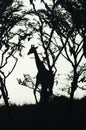 Silhouette of the profile of a giraffe watching through trees on the savanna of Tarangire National Park, Tanzania, Africa