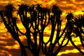 Silhouette of a quiver tree against a mesmerizing golden sunset sky in the Namibian desert