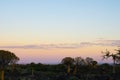 Silhouette quiver tree landscape at sunrise