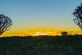 Silhouette quiver tree landscape at sunset