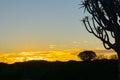 Silhouette quiver tree landscape at sunset