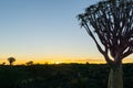 Silhouette quiver tree landscape at sunset