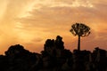 Silhouette of a quiver tree and rocks - Namibia Royalty Free Stock Photo