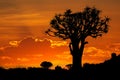 Silhouette of quiver tree at sunset