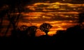 Silhouette of quiver trees against a mesmerizing golden sunset sky in the Namibian desert Royalty Free Stock Photo