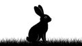 Dark rabbit and the light background creating a striking visual Royalty Free Stock Photo