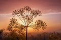 silhouette of rainfed flowers on a colorful sunset Royalty Free Stock Photo