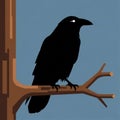 Silhouette of a raven (Corvus corax) Royalty Free Stock Photo